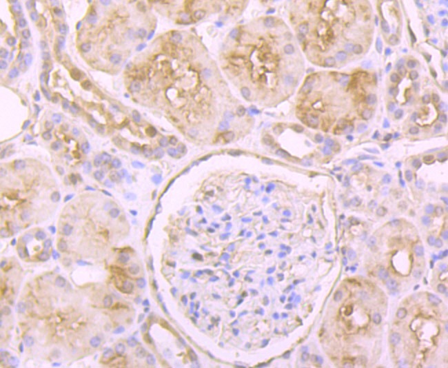Anti-GSH-S Antibody (2N377)