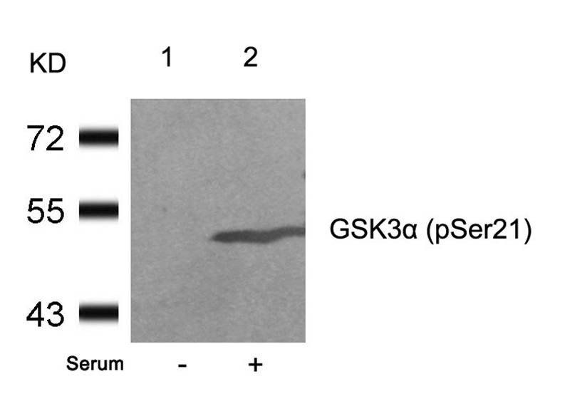 Anti-Phospho-GSK3A (Ser21) Polyclonal Antibody