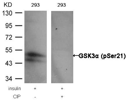 Anti-Phospho-GSK3A (Ser21) Polyclonal Antibody
