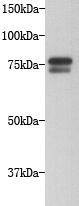 Anti-Golgin subfamily A member 5 Antibody (2L722)