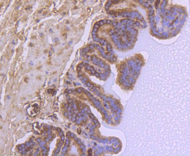 Anti-GSK3B Antibody (1A830)
