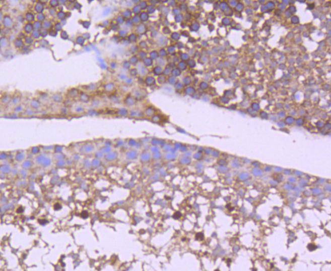 Anti-GSK3B Antibody (1A830)