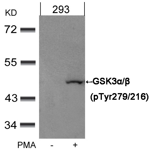 Anti-Phospho-GSK3A/B (Tyr279, 216) Polyclonal Antibody