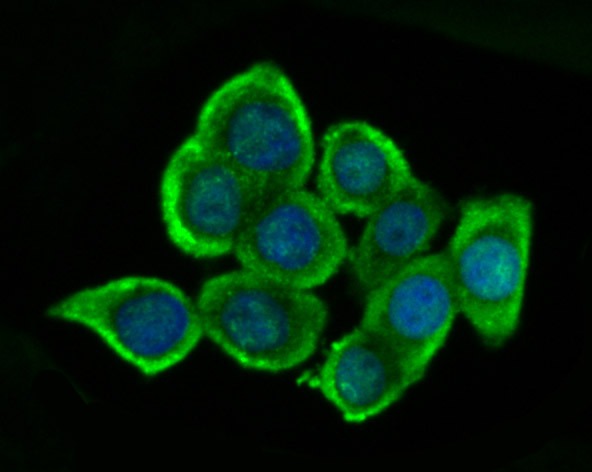 Anti-GSH-S Antibody (2N377)