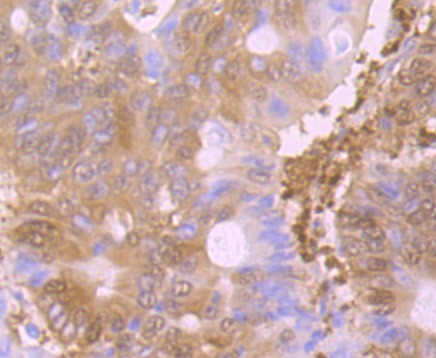 Anti-GSH-S Antibody (2N377)