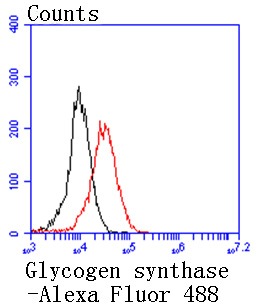 Anti-GYS1 Antibody (7U169)