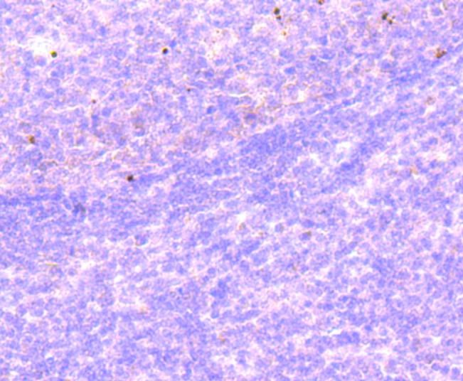 Anti-Mono-methyl-Histone H2B type 1-K (Arg79) Antibody (5Q957)