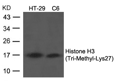 Anti-Tri-methyl-HIST1H3A (Lys27) Polyclonal Antibody