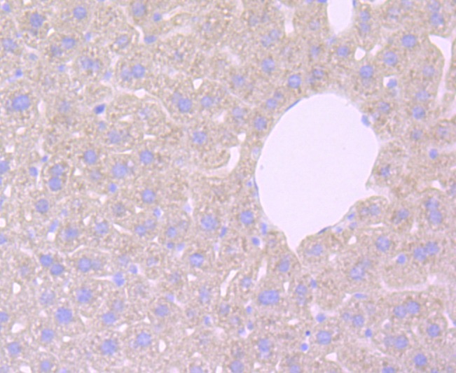 Anti-Haptoglobin Antibody (8N175)