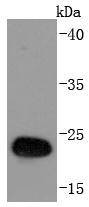 Anti-GST Tag Antibody-HRP (2J786)