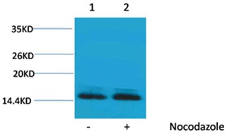 Anti-Phospho-Histone H2B type 1-B (Ser14) Polyclonal Antibody