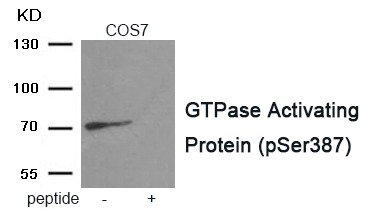 Anti-Phospho-GTPase Activating Protein (Ser387) Polyclonal Antibody