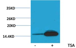 Anti-Acetyl-Histone H2B type 1-B (Lys12) Polyclonal Antibody