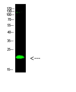 Anti-Di-methyl-Histone H3 (Lys80) Polyclonal Antibody