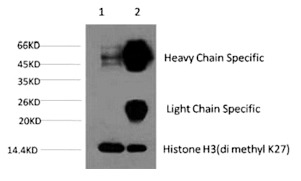 Anti-Di-methyl-HIST1H3A (Lys27) Antibody (9B72)