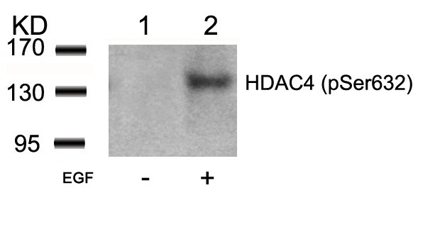 Anti-Phospho-HDAC4 (Ser632) Polyclonal Antibody