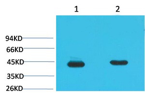 Anti-HAO1 Antibody (4S694)