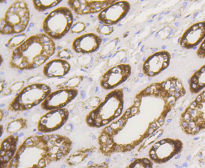 Anti-HK1 Antibody (7G677)