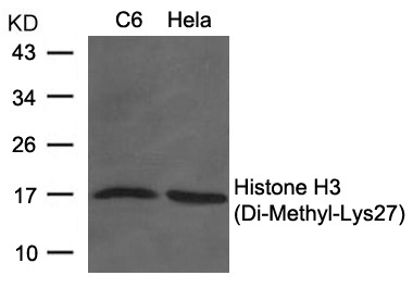 Anti-Di-methyl-HIST1H3A (Lys27) Polyclonal Antibody