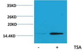 Anti-Acetyl-Histone H2B type 1-B (Lys20) Polyclonal Antibody