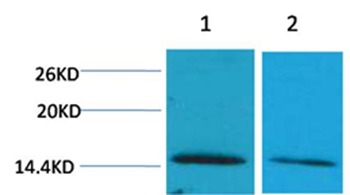 Anti-Di-methyl-Histone H2B type 1-B (Lys43) Polyclonal Antibody