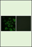 Anti-Phospho-HER4/ERBB4 (Tyr1284) Polyclonal Antibody