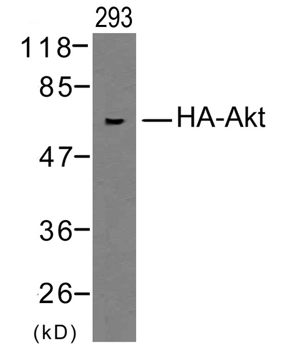 Anti-HA Tag Polyclonal Antibody 3