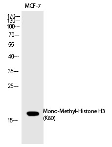 Anti-Mono-methyl-HIST1H3A (Lys80) Polyclonal Antibody