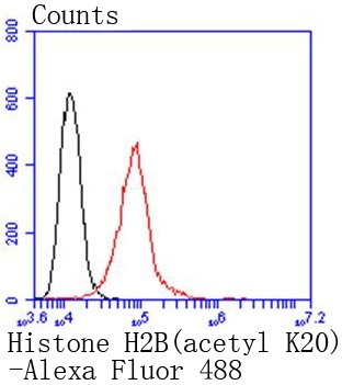 Anti-Acetyl-Histone H2B type 1-K (Lys20) Antibody (5U443)