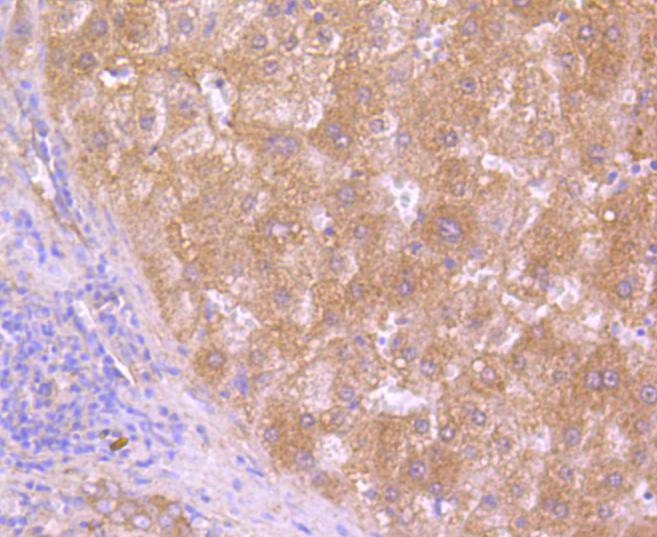 Anti-HAPLN1 Antibody (1R32)