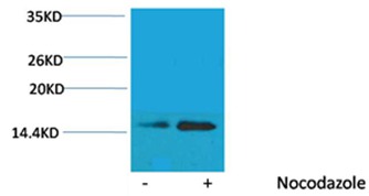 Anti-Phospho-Histone H2B type 1-B (Ser32) Polyclonal Antibody