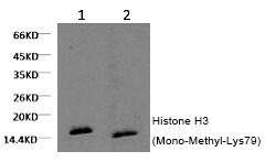 Anti-Mono-methyl-HIST1H3A (Lys79) Antibody (2J611)
