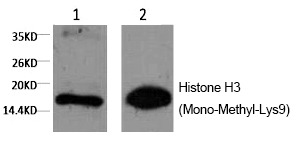 Anti-Mono-methyl-HIST1H3A (Lys9) Antibody (3R875)