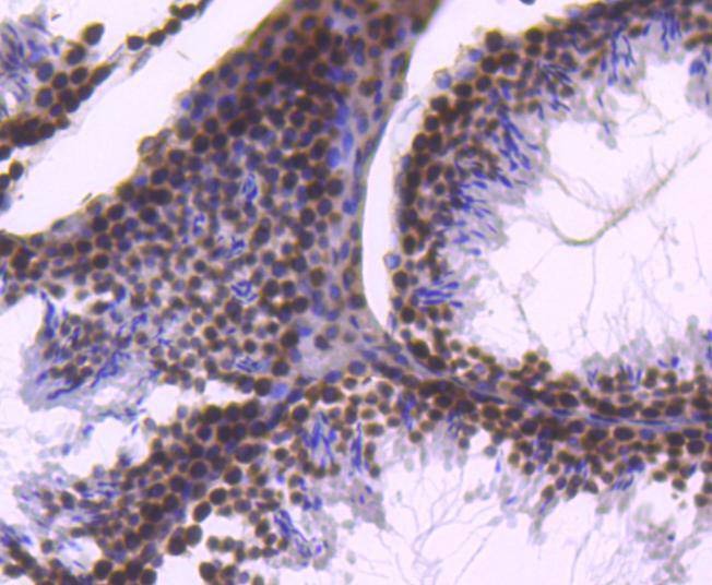 Anti-Histone H2B type 1-K Antibody (4Z139)