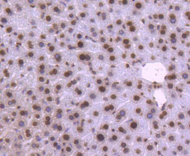Anti-Histone H2B type 1-K Antibody (4Z139)