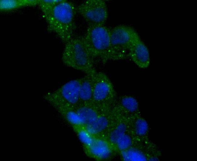Anti-HDAC6 Antibody (7M972)