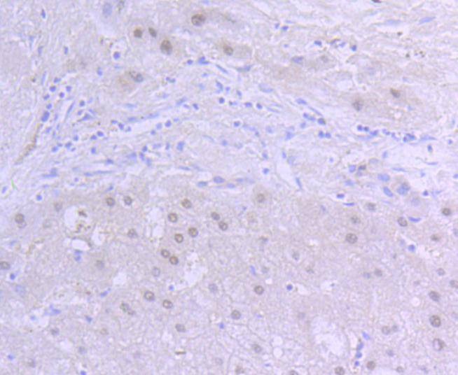 Anti-ARNT Antibody (9Z796)