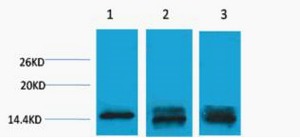 Anti-Mono-methyl-HIST1H3A (Lys9) Polyclonal Antibody