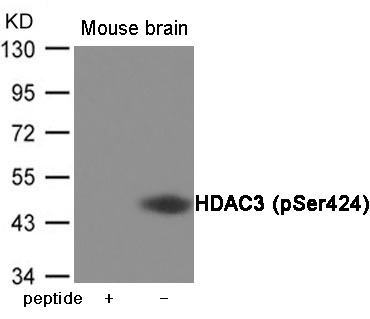 Anti-Phospho-HDAC3 (Ser424) Polyclonal Antibody
