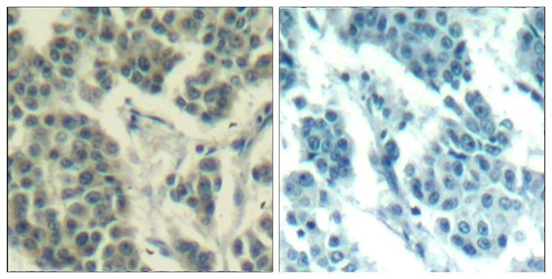 Anti-Phospho-HER3/ERBB3 (Tyr1328) Polyclonal Antibody