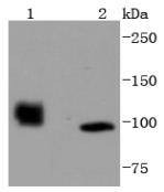 Anti-HDAC7 Antibody (3G941)
