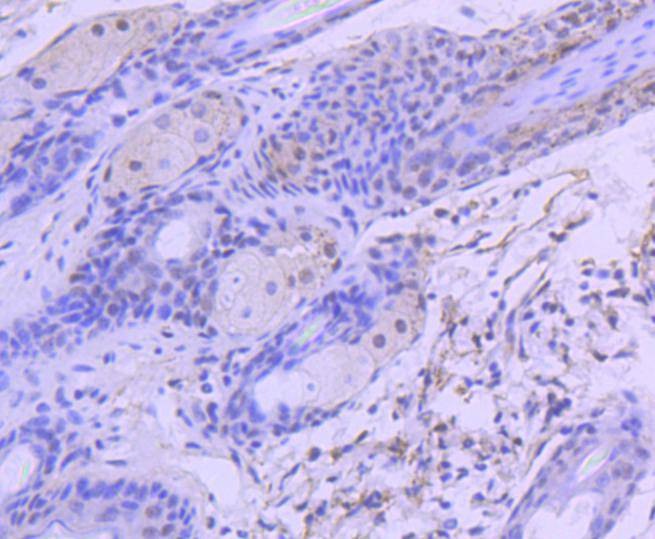 Anti-HDAC3 Antibody (9R940)