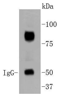 Anti-ARNT Antibody (9Z796)
