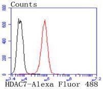 Anti-HDAC7 Antibody (3G941)
