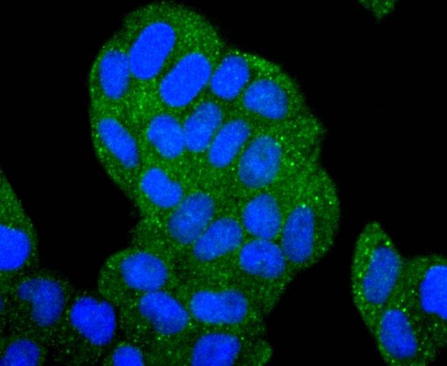 Anti-HDAC6 Antibody (7M972)
