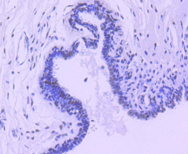 Anti-HDAC3 Antibody (9R940)