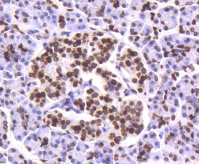Anti-Histone H4 Antibody (1N727)