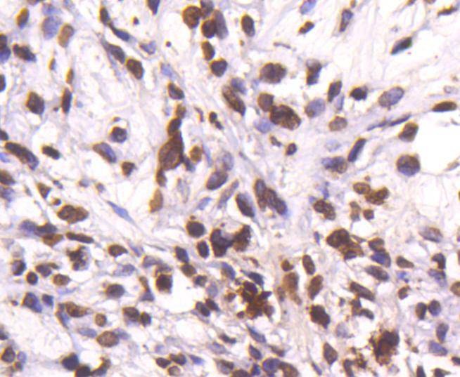 Anti-Histone H4 Antibody (1N727)
