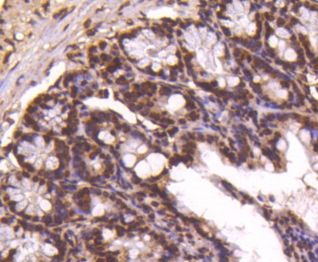 Anti-Histone H4 Antibody (1N727)