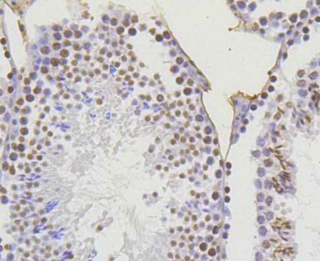 Anti-Acetyl-Histone H4 (Lys5) Antibody (9C227)